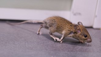 A photo of a small brown mouse running across a gray floor.