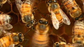 a group of bees are photographed from above doing their waggle dance