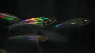 A close up photo of several ghost catfish swimming on a black background while a light is shining on some of their scales which appear iridescent.