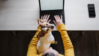 An overhead photo of a small dog sitting on the lap of a person in a yellow long sleeve shirt working on a laptop.