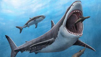 An illustration of a megalodon about to eat a brown seal while a great white shark swims in the top left of the frame.
