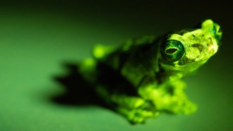A photo of a small green Sarayacu tree frog sitting on a green background.