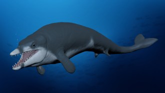 An illustration of the newly discovered ancient whale species.