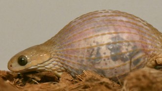 A beige snake has an egg inside its throat.