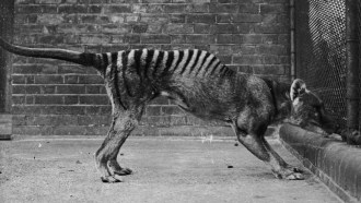 A photo from 1930 of a Tasmanian tiger.
