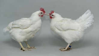 A photo of two similar-looking white chickens looking at each other.