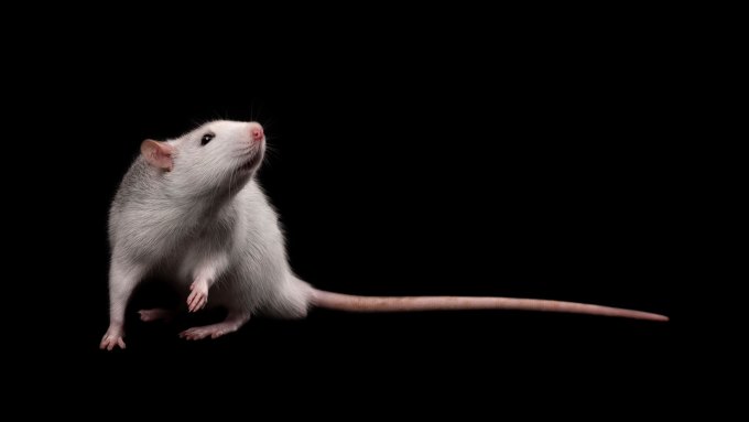 A gray rat on a black backround, with its head and one front paw raised.