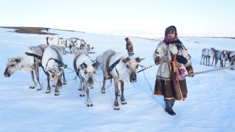 Roza Laptander leads a string of four reindeer across the snow in Siberia. Other reindeer and another reindeer herder are visible behind her.