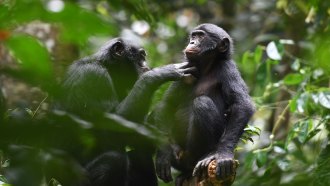 A female bonobo grooms a male from another group