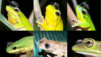 A composite shows six images of tree frog species with Australian mosquitoes on their noses.