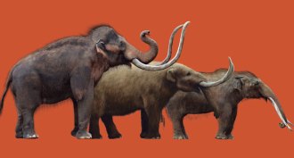 mammoth, mastodon, and gomphothere