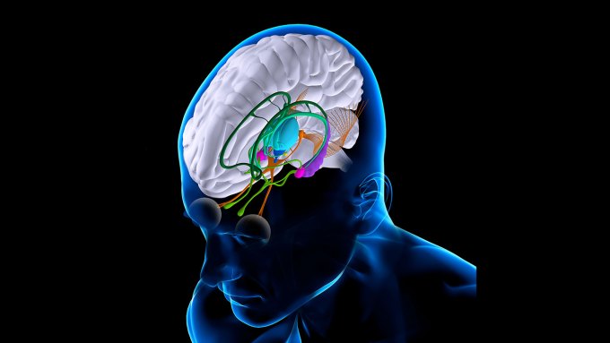 Illustration of a the brain inside a 3-D silouhette of a man's head featuring, in part, the thalamus, which is shown in turquoise.