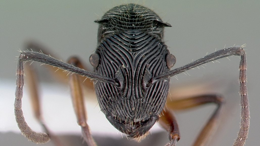 A close up of the face of a black ant, which is covered in fingerprint-like ridges