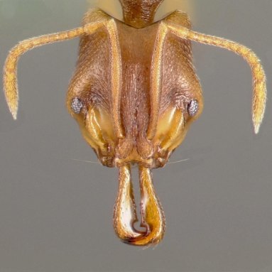 A closeup of the face of a light brown ant, with a textured surface, silvery eyes and clawlike protusions by its mouth