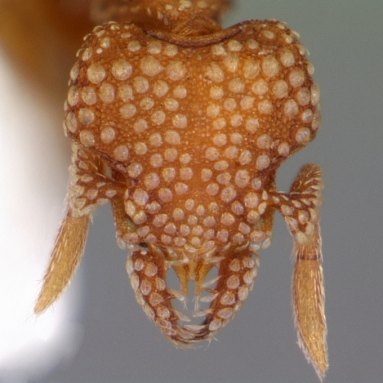 A close up of the face of a light brown ant, covered in lighter spots