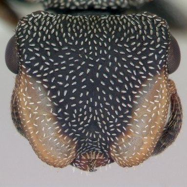 Closeup of a dark ant's face, covered in thin white marks that look a bit like rice