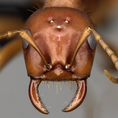 Closeup of a brown ant's face, mostly smooth and shiny with three indentations on its top each adjacent to a white dot