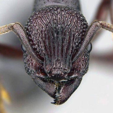 Closeup of a black ant's face, textured with deep vertical ridges that branch out near the top
