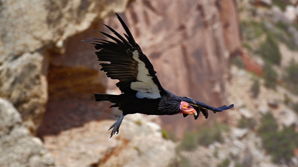 A California condor soars in the sky.
