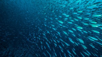 A large school of small fish swim in the ocean, taken from the vantage point of the school swimming right past the viewer.