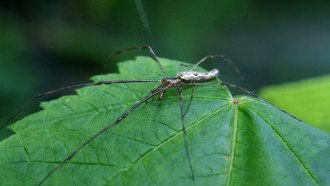 A dark-colored, very long-legged spider sits on a green leaf.