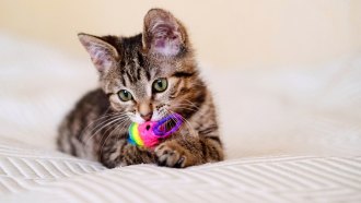 A close-up image of a brown and tan striped tabby kitten lying on white fabric while holding a rainbow cat toy in its mouth.