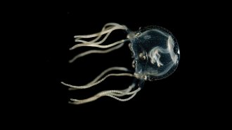 a Caribbean box jellyfish
