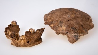 a photo showing a fossilized aprtial jaw and braincase